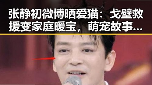 张静初微博晒爱猫：戈壁救援变家庭暖宝，萌宠故事感动全场！