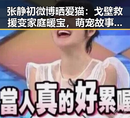 张静初微博晒爱猫：戈壁救援变家庭暖宝，萌宠故事感动全场！
